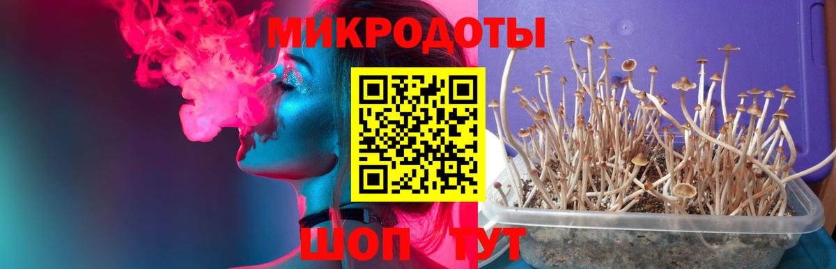 Псилоцибиновые грибы Psilocybine cubensis Котельники